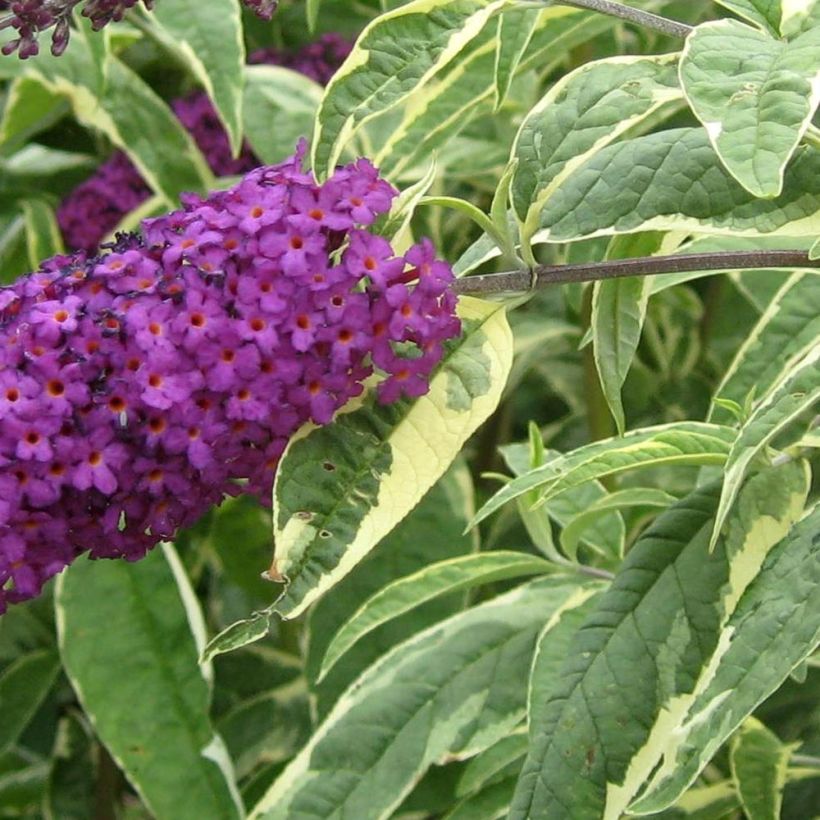 Buddleja davidii Harlequin (Follaje)