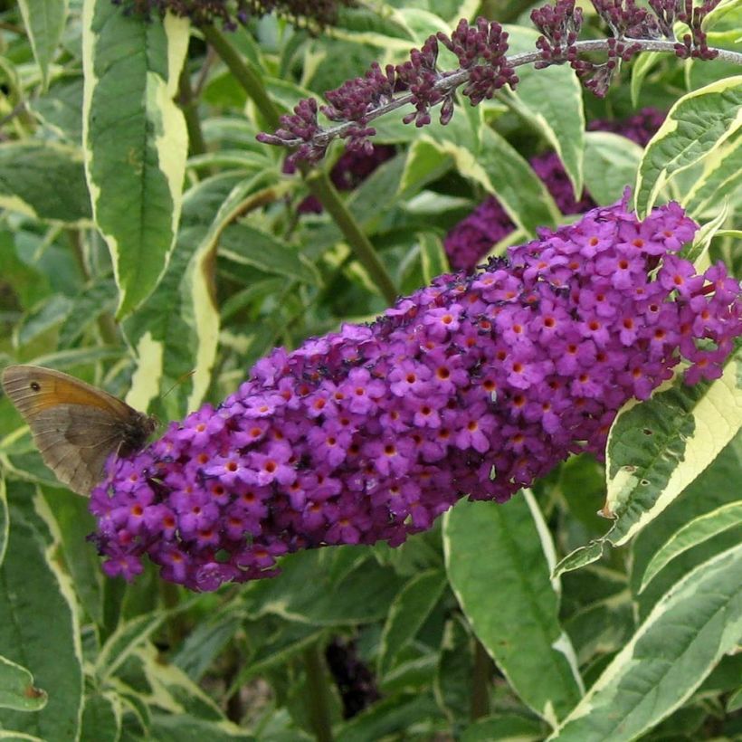 Buddleja davidii Harlequin (Floración)