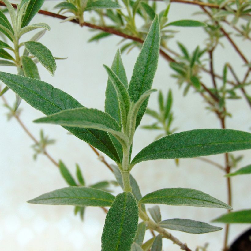 Buddleja davidii Nanho Blue (Follaje)