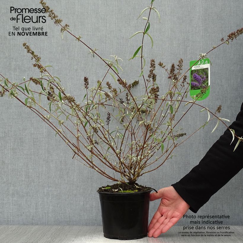 Ejemplar de Buddleia davidii Nanho Blue  - Arbre aux papillons nain Pot de 3L/4L entregado en otoño