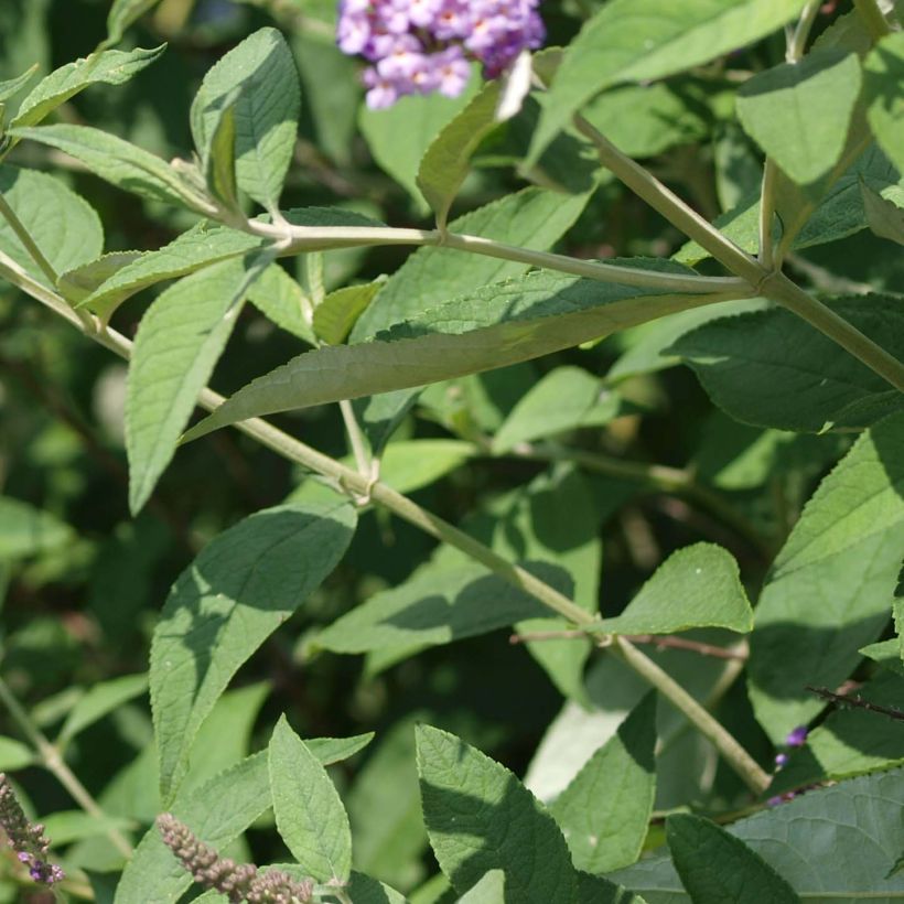 Buddleja davidii Nanho Purple (Follaje)