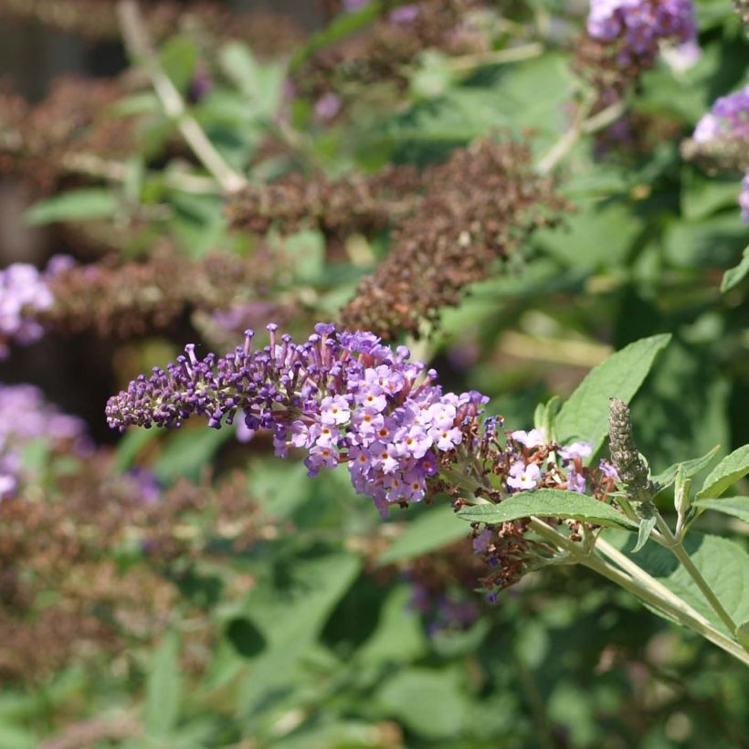 Buddleja davidii Nanho Purple (Floración)