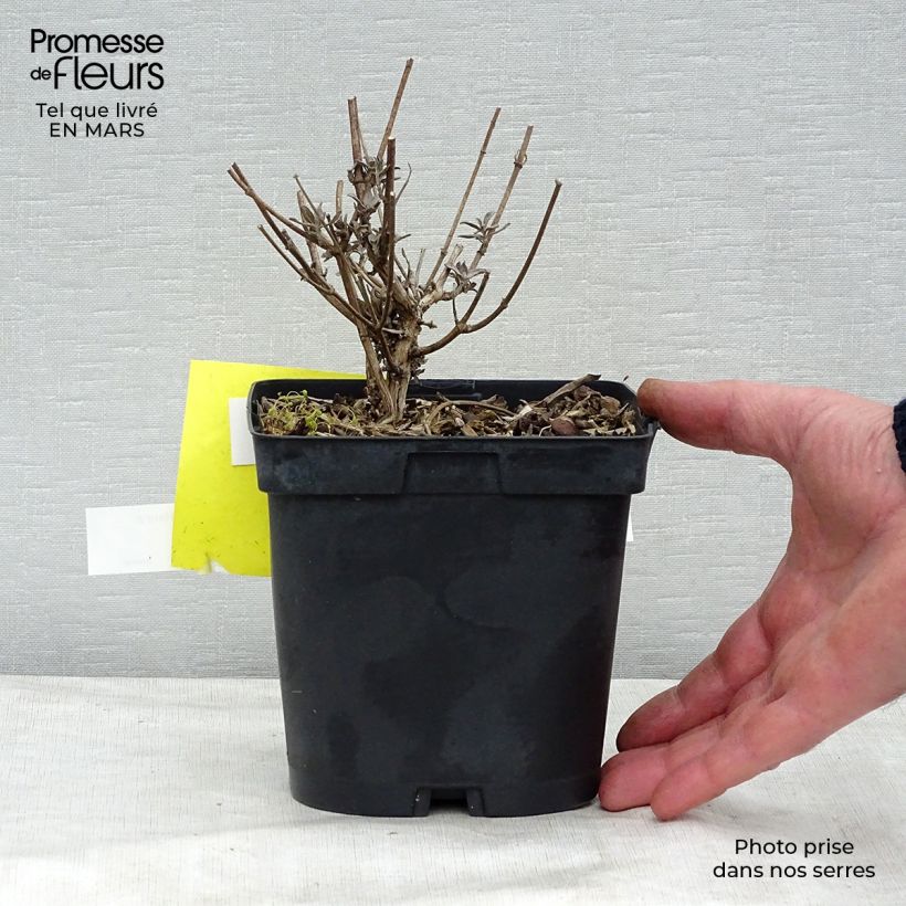 Buddleia davidii Prince Charming - Arbre aux papillons Pot de 2L/3L Ejemplar entregado en invierno