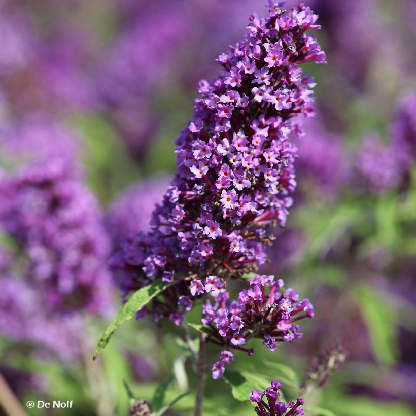 Buddleja davidii Purple Emperor (Floración)