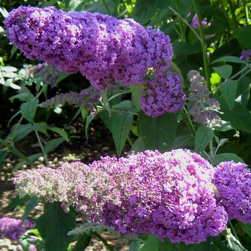 Buddleja davidii Rêve de Papillon Pink (Floración)