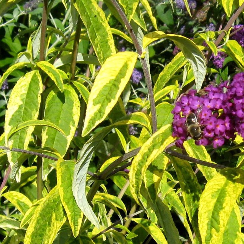 Buddleja davidii Santana (Follaje)