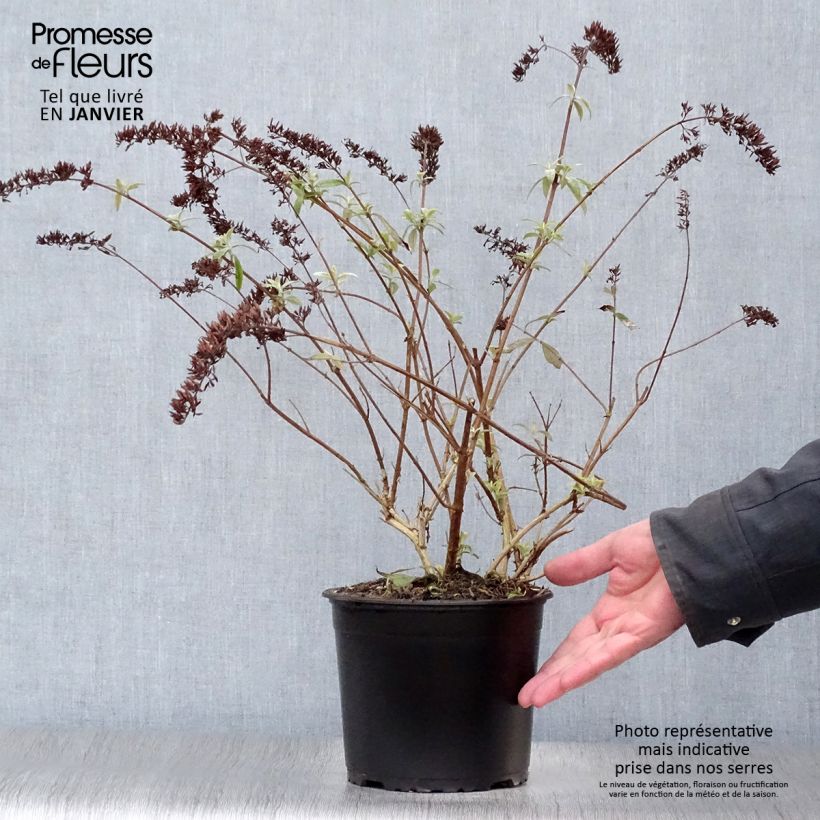 Buddleia davidii Santana - Arbre à papillons panaché Pot de 2L/3L Ejemplar entregado en invierno