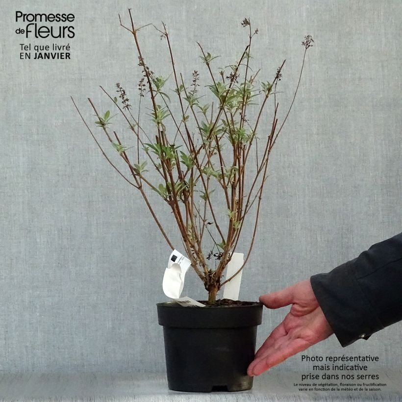 Buddleia davidii Sophie - Arbre à papillons Pot de 2L/3L Ejemplar entregado en invierno