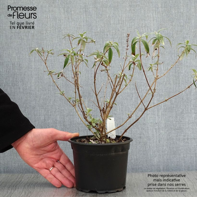 Buddleia davidii White Profusion en pot 1.3L - Arbre aux papillons Ejemplar entregado en invierno