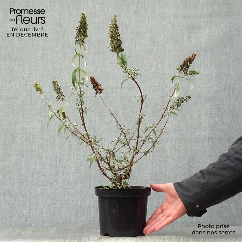 Buddleia davidii White Profusion en pot de 3L/4L - Arbre aux papillons Ejemplar entregado en invierno