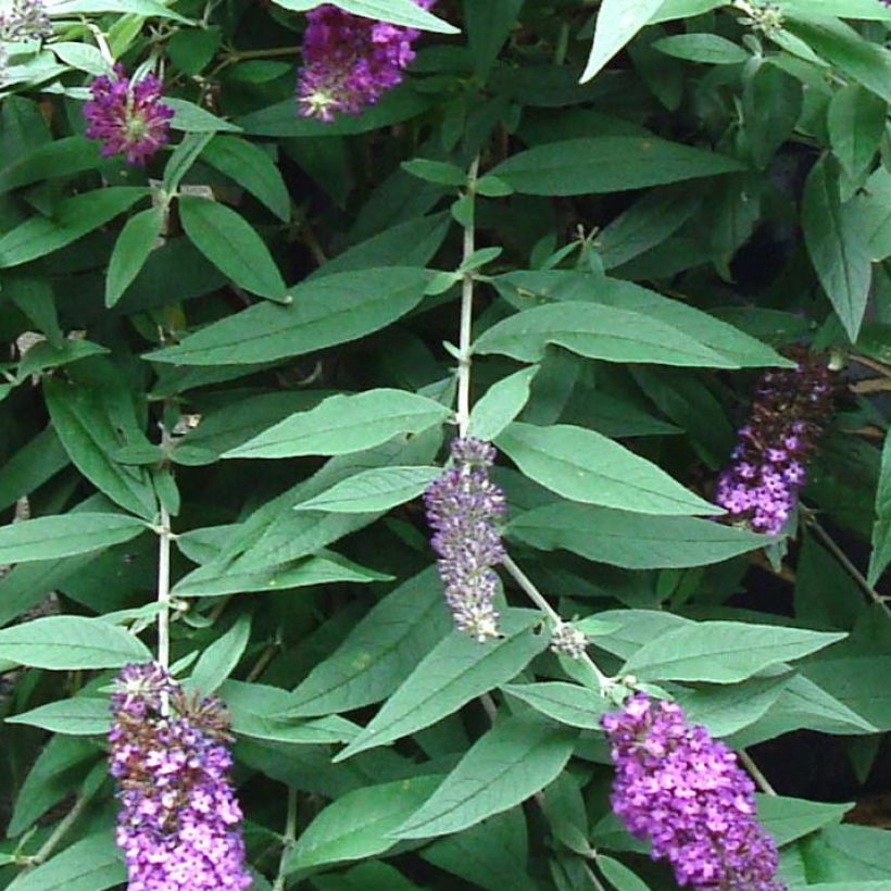 Buddleja davidii BLOOMTASTIC Dreaming Lavender (Follaje)