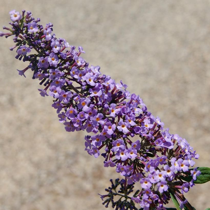 Buddleja davidii BLOOMTASTIC Dreaming Lavender (Floración)