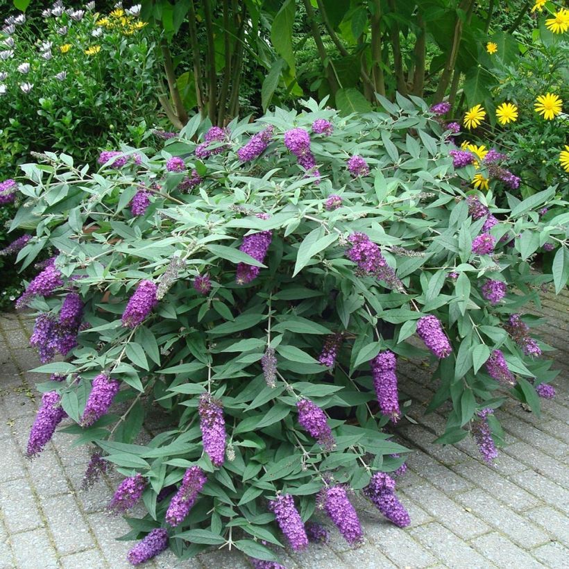 Buddleja davidii BLOOMTASTIC Dreaming Lavender (Porte)