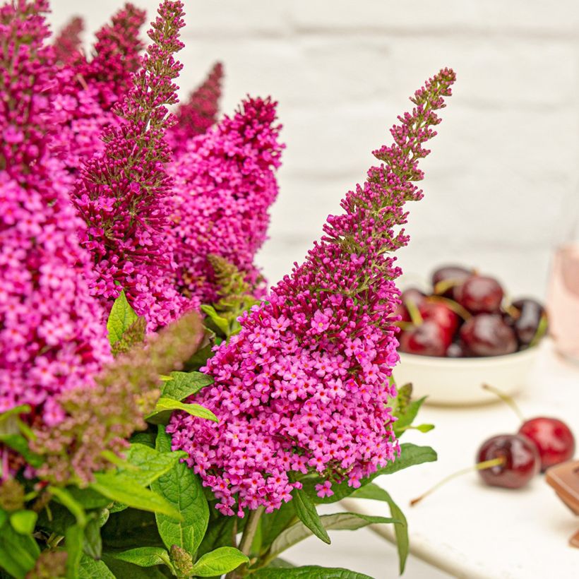 Buddleja davidii Butterfly Candy® Little Cerise - Arbusto de las mariposas (Floración)