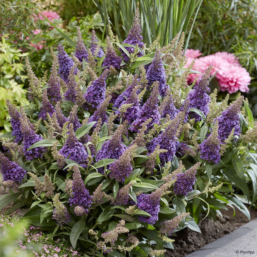 Buddleja davidii Butterfly Candy Little Lila (Porte)