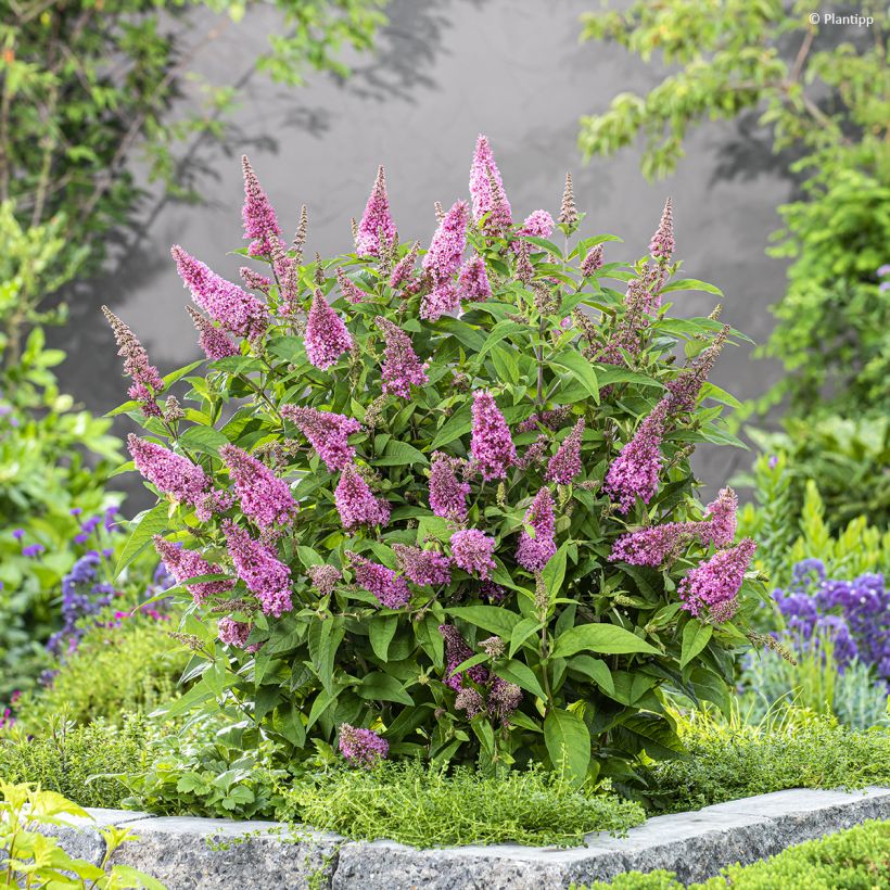 Buddleja davidii Butterfly Candy Little Pink (Porte)