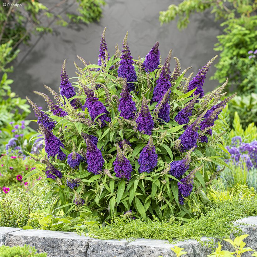 Buddleja davidii Butterfly Candy Little Purple (Porte)