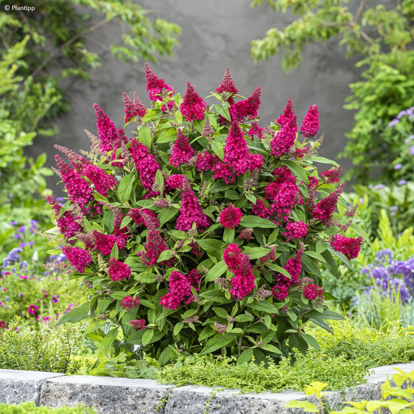 Buddleja davidii Butterfly Candy Little Ruby (Porte)