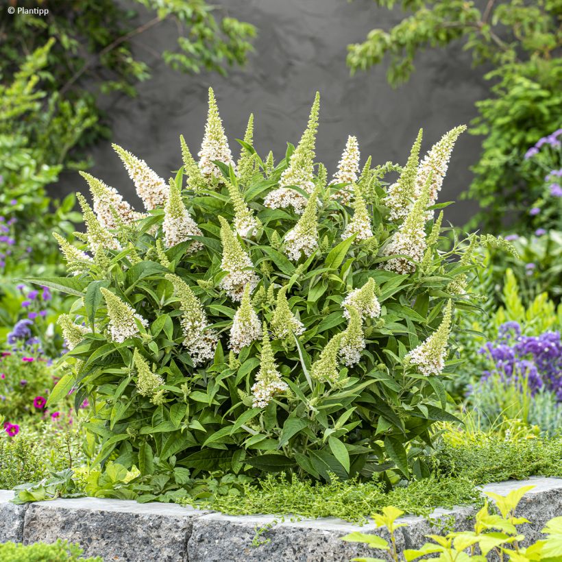 Buddleja davidii Butterfly Candy Little White (Porte)