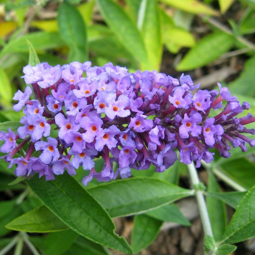 Buddleja Flutterby Peace (Floración)