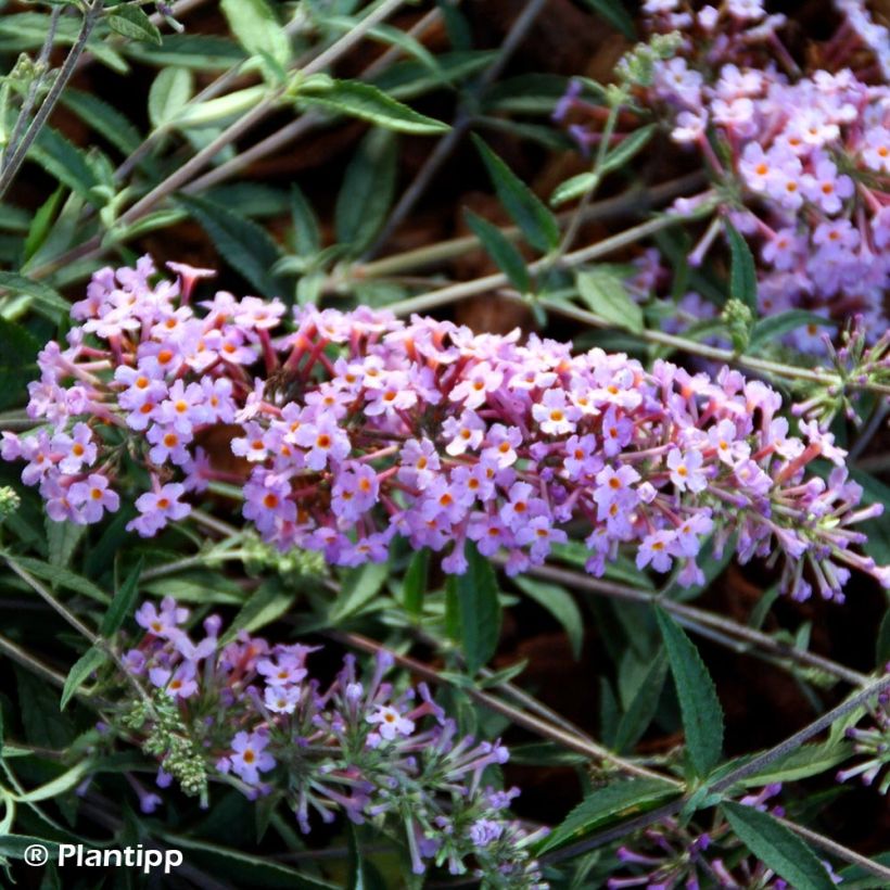 Buddleja davidii Free Petite Lavender Flow (Floración)