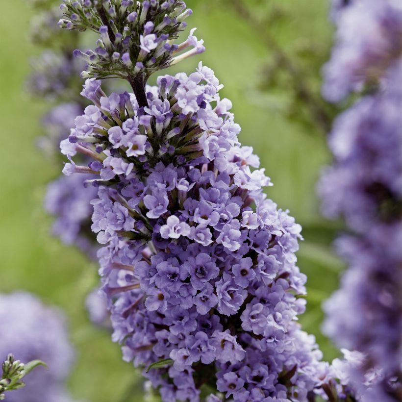 Buddleja davidii High Five Purple (Floración)