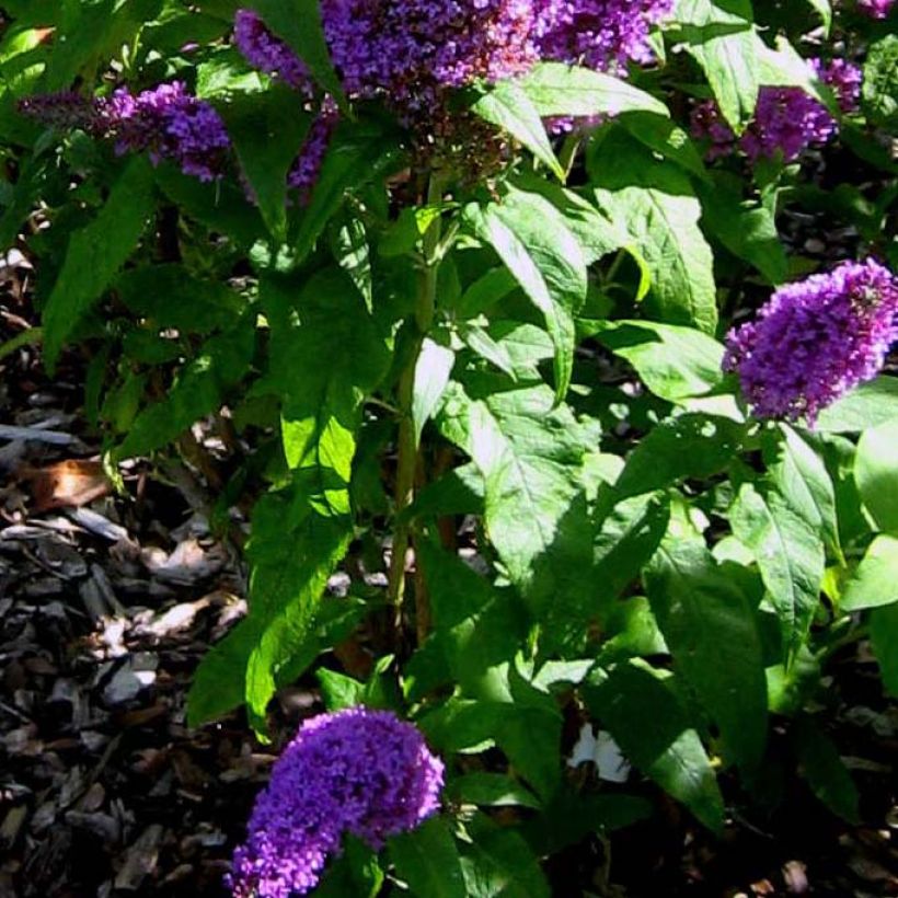 Buddleja davidii Peacock (Follaje)