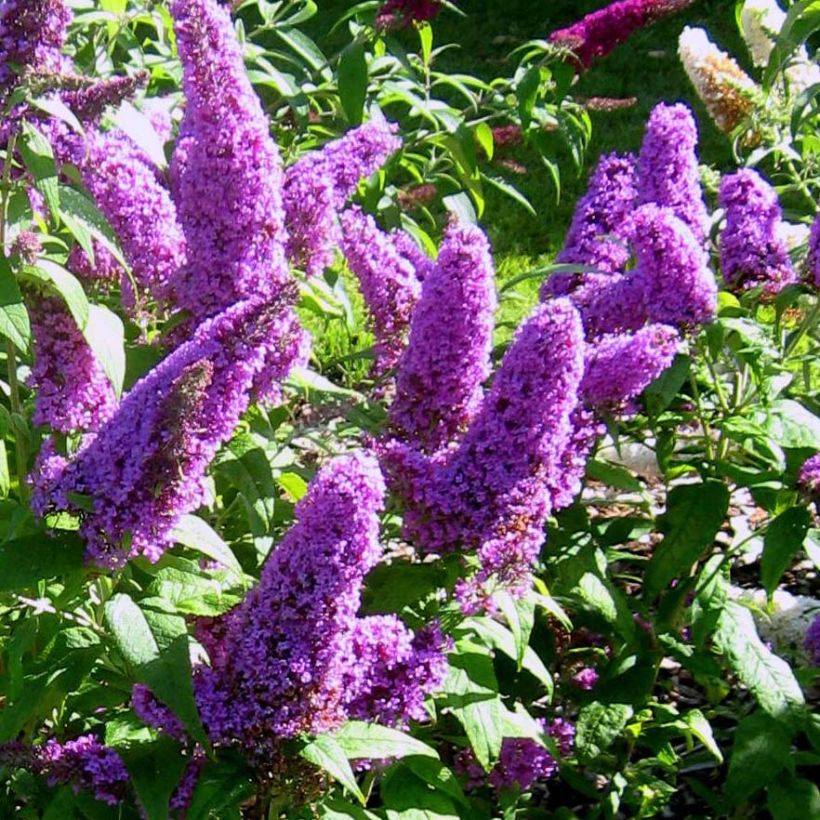 Buddleja davidii Peacock (Floración)