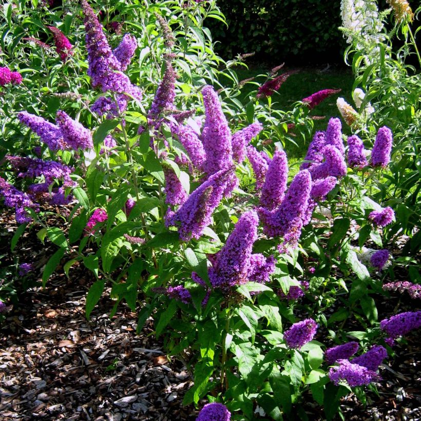 Buddleja davidii Peacock (Porte)