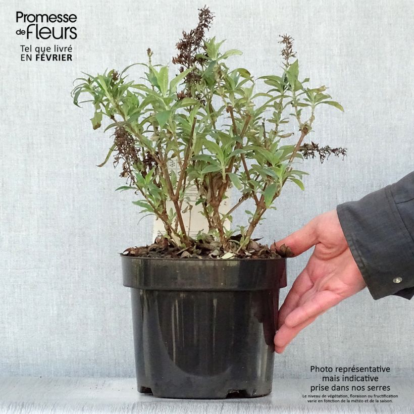 Buddleja Peacock - Arbre aux papillons Pot de 3L/4L Ejemplar entregado en invierno