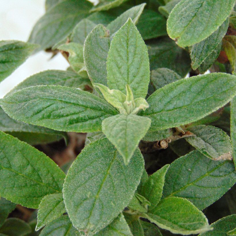 Buddleja davidii Pink Micro Chip (Follaje)