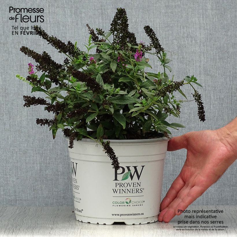 Ejemplar de Buddleja Pink Micro Chip - Arbre aux papillons nain Pot de 3L/4L entregado en otoño