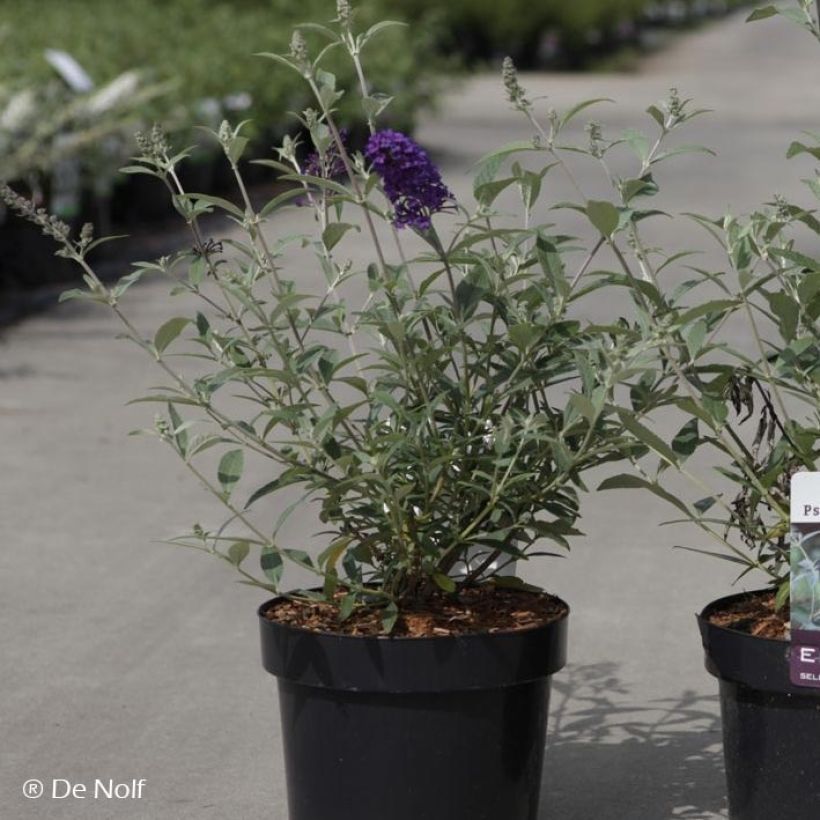 Buddleja davidii Psychedelic Sky (Porte)