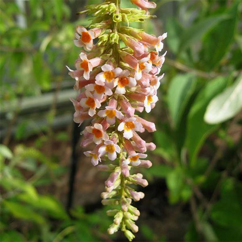 Buddleja macrostachya (Floración)