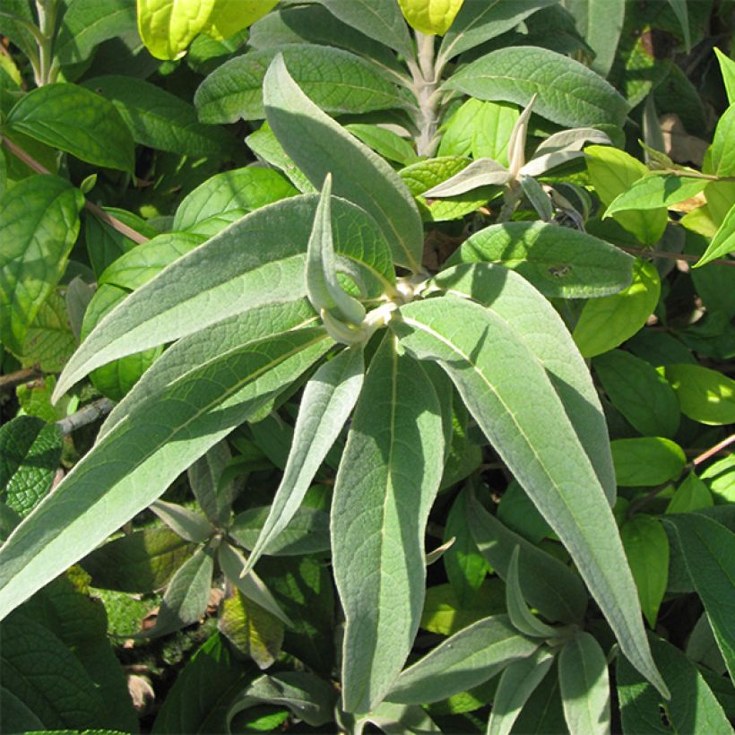 Buddleja colvilei (Follaje)