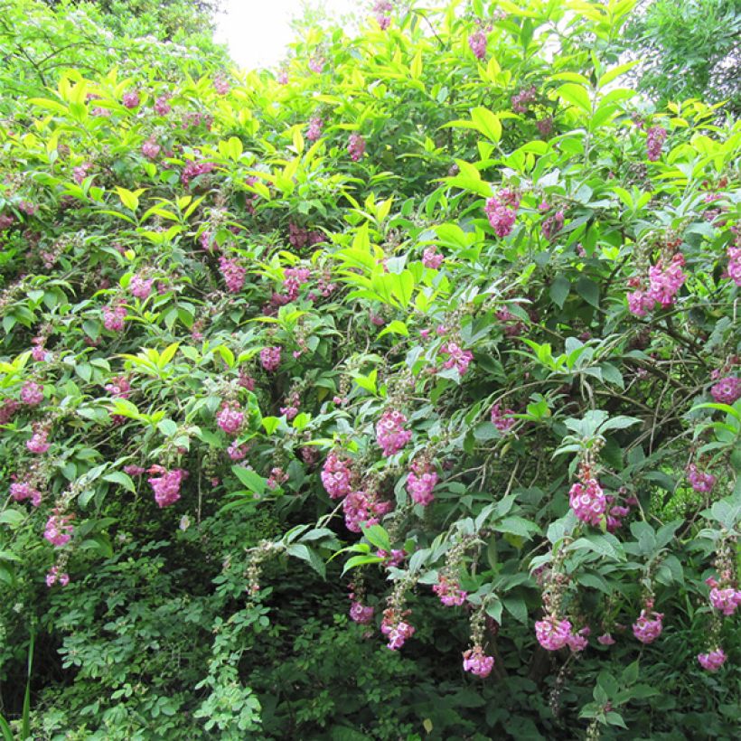 Buddleja colvilei (Porte)