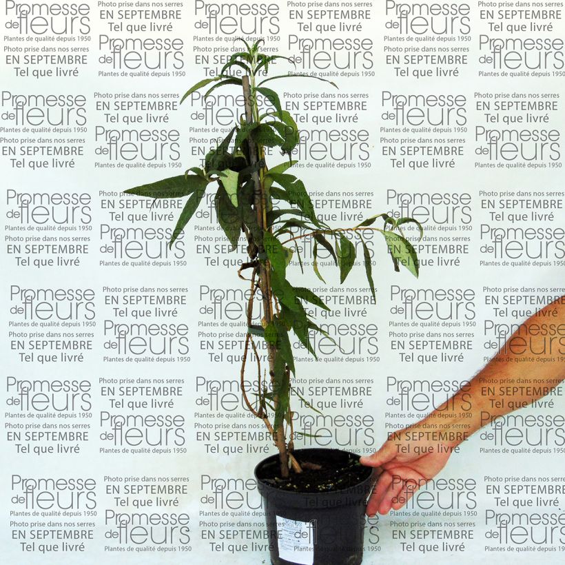 Ejemplo de ejemplar de Buddleja colvilei - Arbre aux papillons Pot de 2L/3L tal y como se entrega