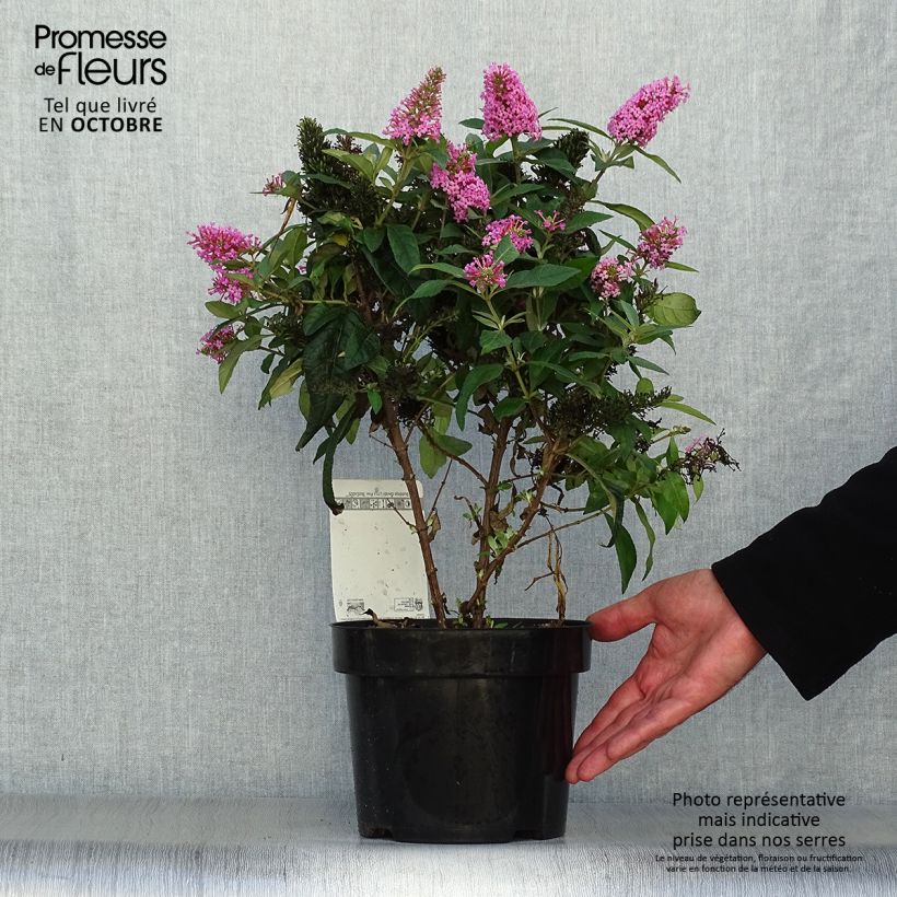 Ejemplar de Buddleja davidii Butterfly Candy Little Pink - Arbre aux papillons nain Pot de 3L/4L entregado en otoño