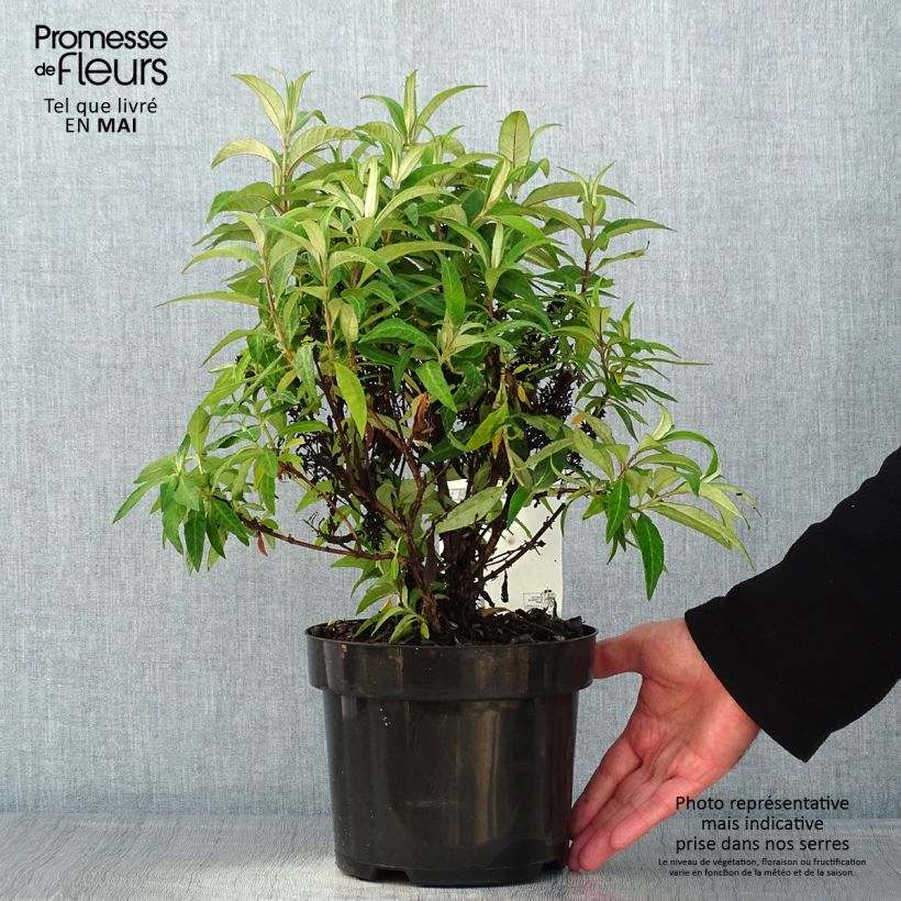 Buddleja davidii Butterfly Candy Little Lila - Arbre aux papillons nain Pot de 3L/4L Ejemplar entregado en la primavera