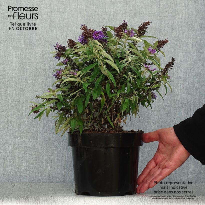 Ejemplar de Buddleja davidii Butterfly CandyLittle Purple - Arbre aux papillons nain Pot de 3L/4L entregado en otoño