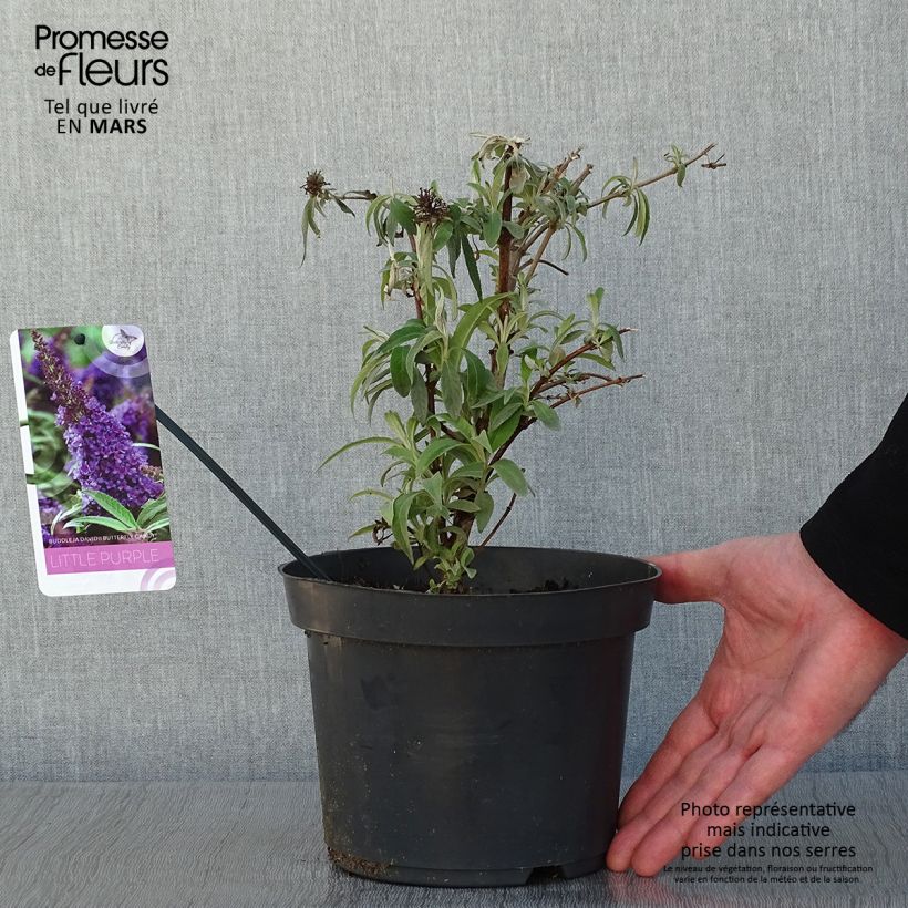 Buddleja davidii Butterfly CandyLittle Purple - Arbre aux papillons nain Pot de 3L/4L Ejemplar entregado en invierno