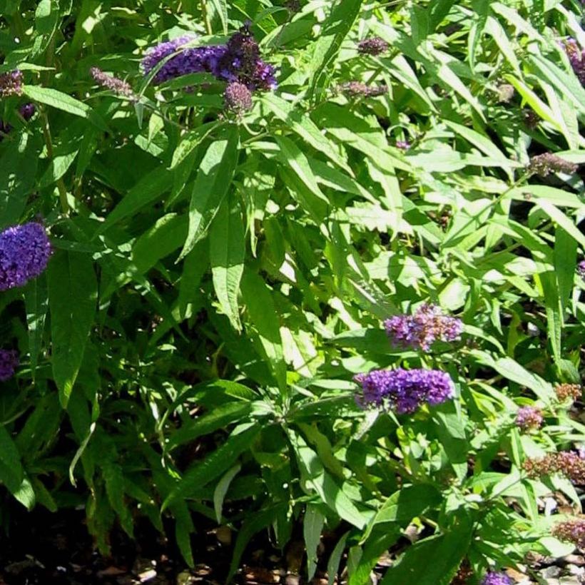 Buddleja davidii Camberwell Beauty (Follaje)