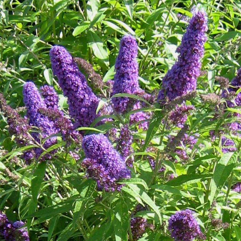 Buddleja davidii Camberwell Beauty (Floración)