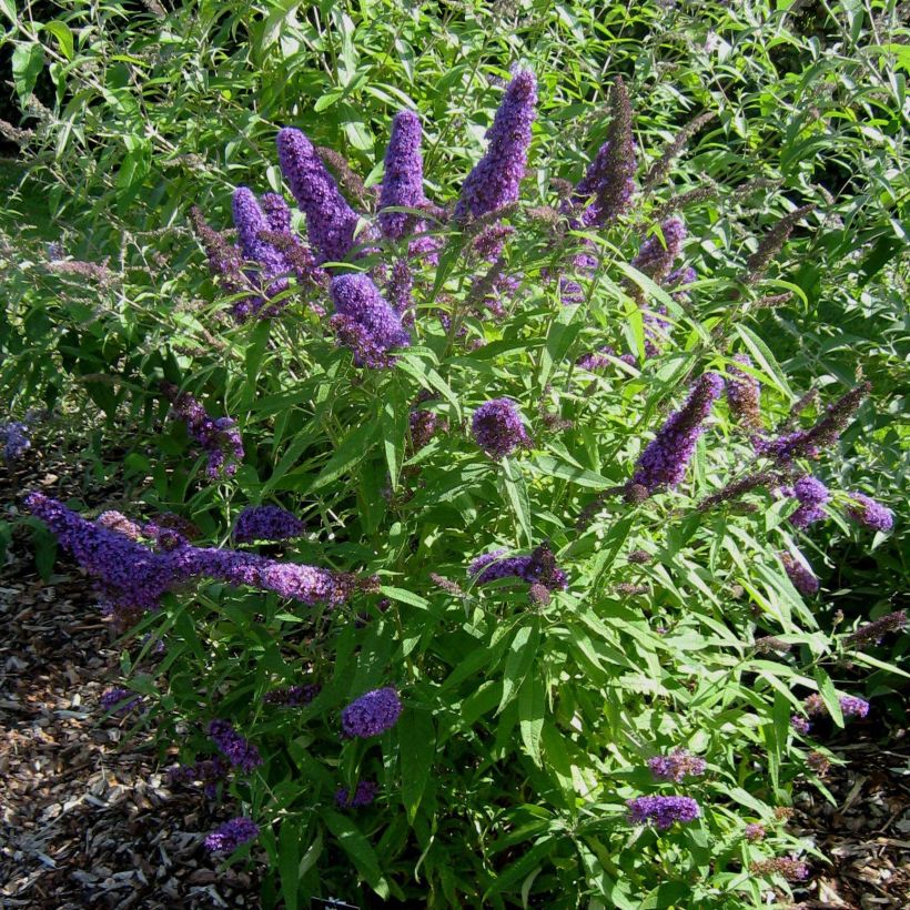 Buddleja davidii Camberwell Beauty (Porte)