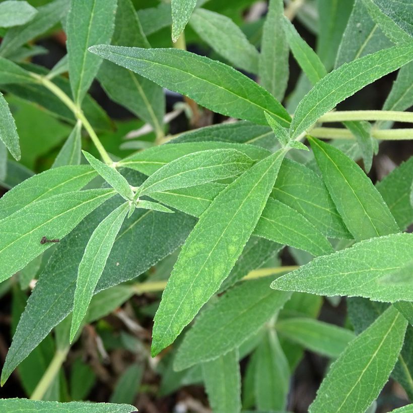 Buddleja davidii Gulliver (Follaje)