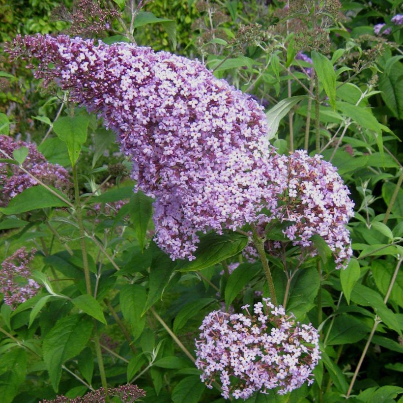 Buddleja davidii Gulliver (Floración)