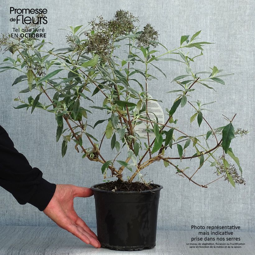 Ejemplar de Buddleja davidii Gulliver - Arbre à papillons Pot de 3L/4L entregado en otoño