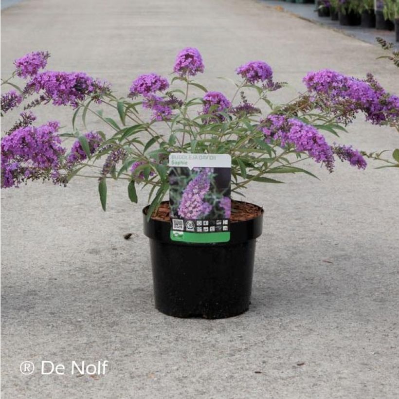 Buddleja davidii Sophie (Porte)