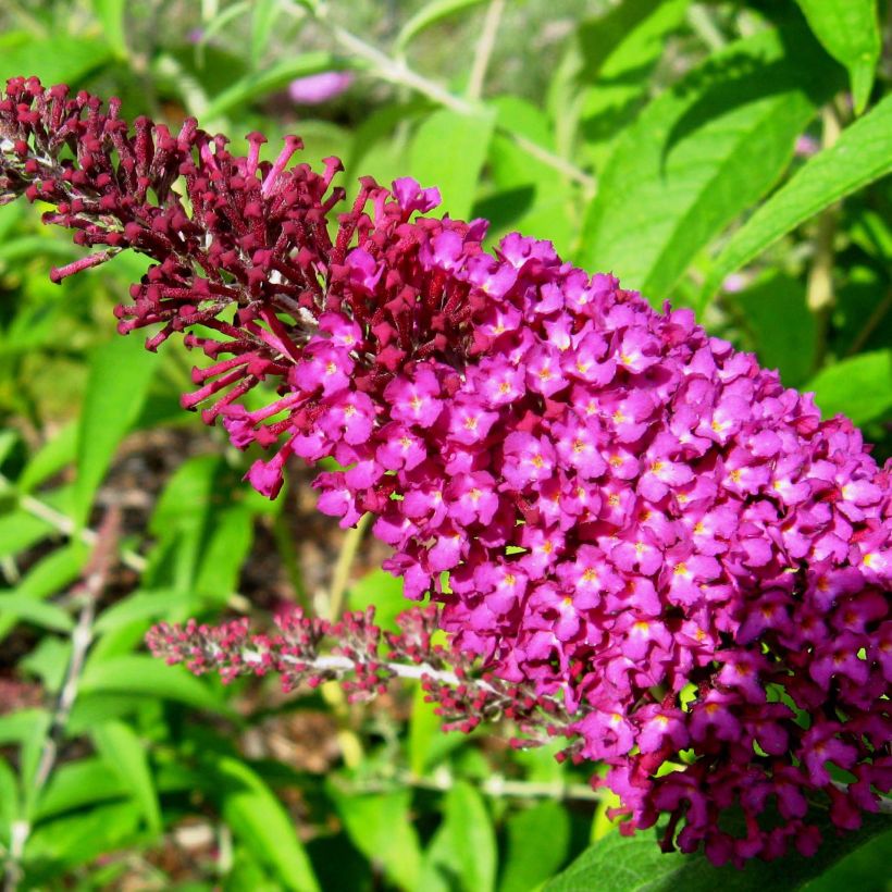 Buddleja davidii Sugar Plum (Floración)