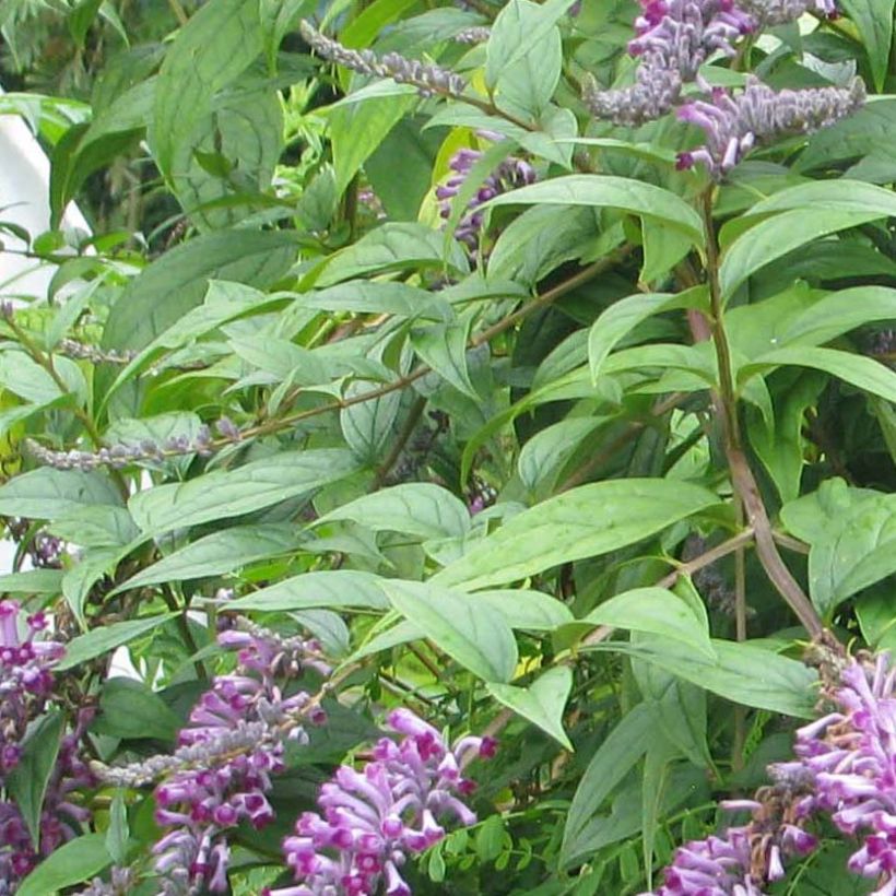 Buddleja lindleyana (Follaje)